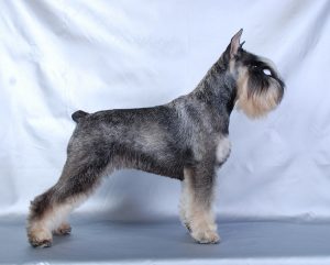 Тримінг собак.