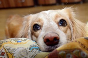 Цукровий діабет у собак.