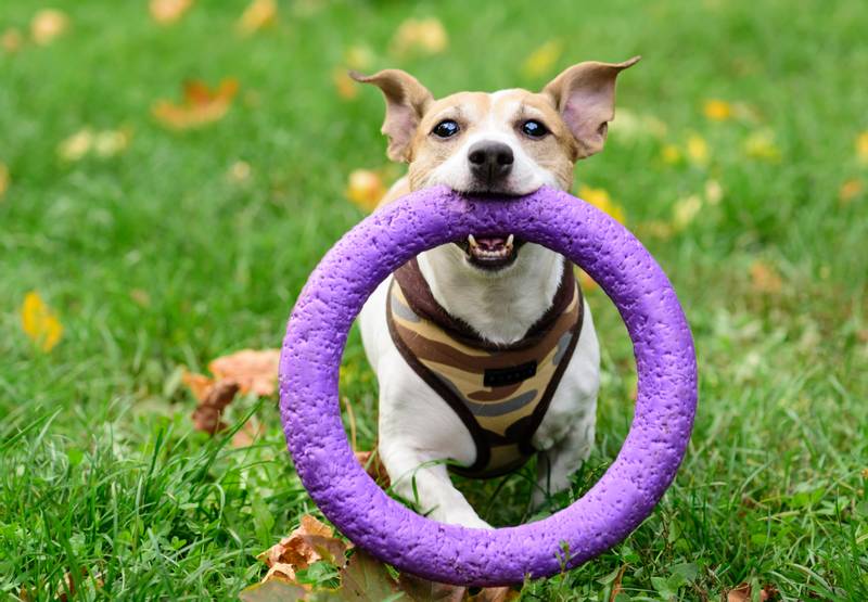 У чому переваги пуллера для собак