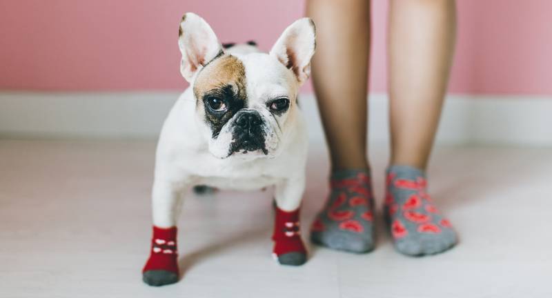 Види взуття для собак