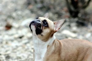 Як перевести собаку на готові корми?