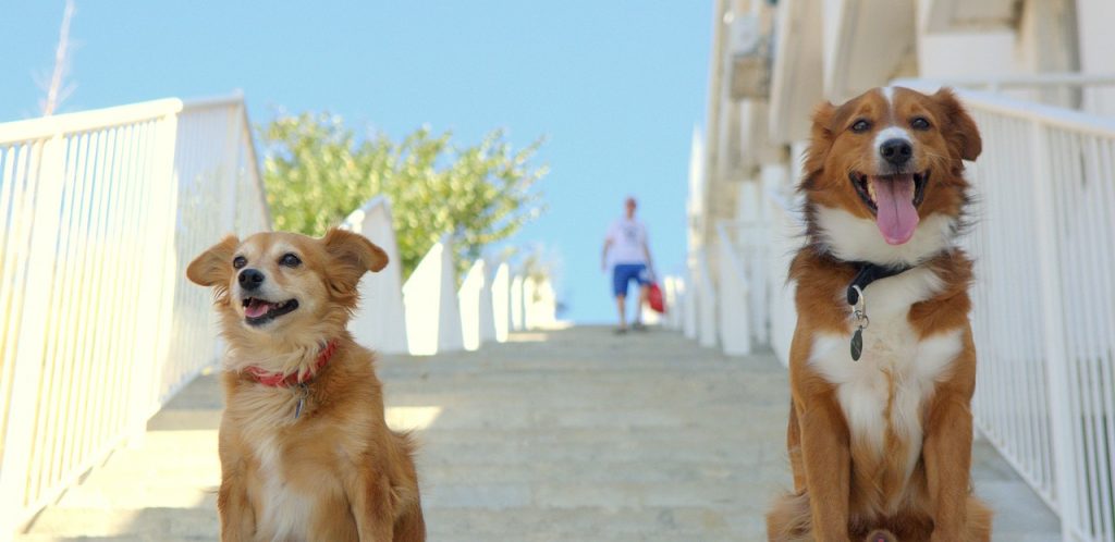 Як правильно годувати собаку протягом усього життя?