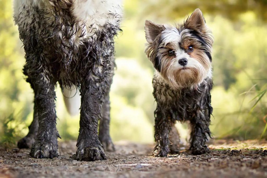 Як правильно мити лапи собаці?