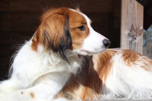 Як правильно забезпечити баланс калорій?