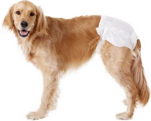 Як вибрати памперси для собак?