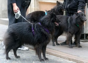 Як вибрати повідець-рулетку?
