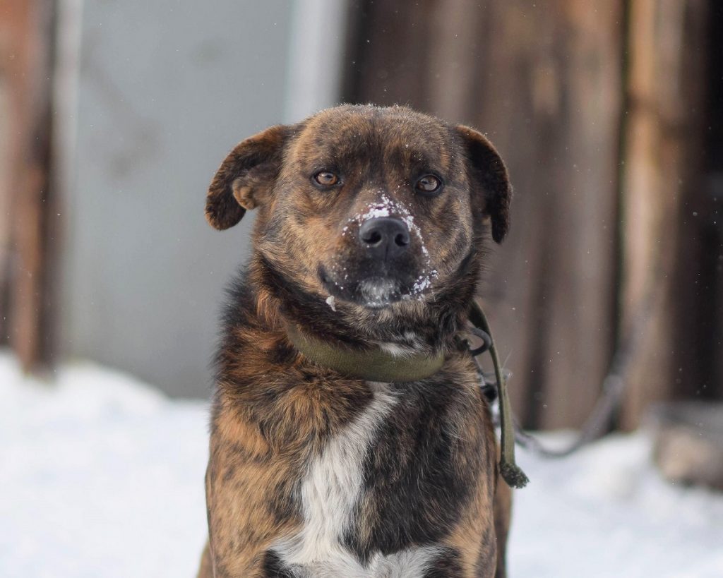 Як зрозуміти, що собака мерзне на прогулянці?