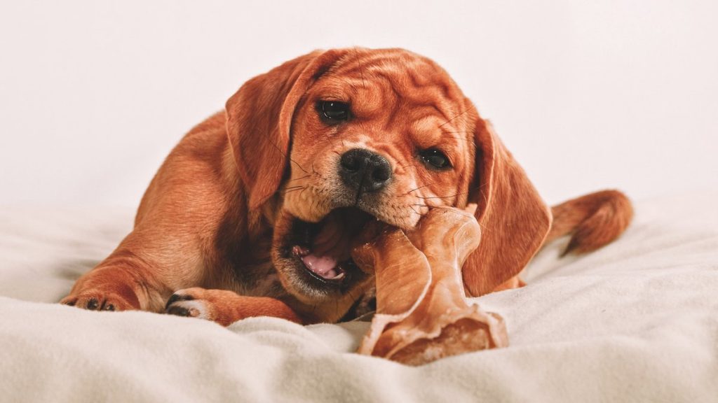 Їстівні іграшки для собак.