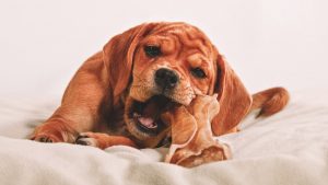 Їстівні іграшки для собак.