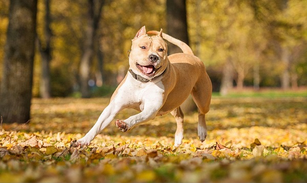 Амстафф з купірованими вухами