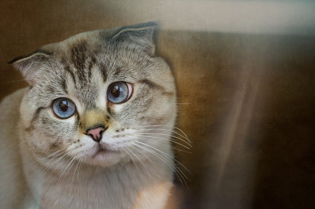 Артрит у кішок / котів.