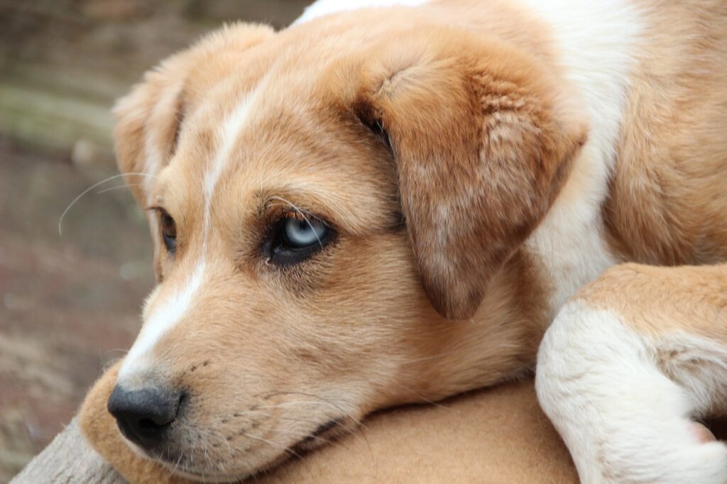 Артрит у собаки.