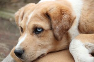 Артрит у собаки.