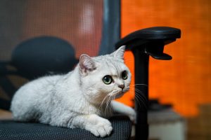 Блефарит у кішок / котів.