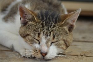 Чому кішка / кіт хропе уві сні?