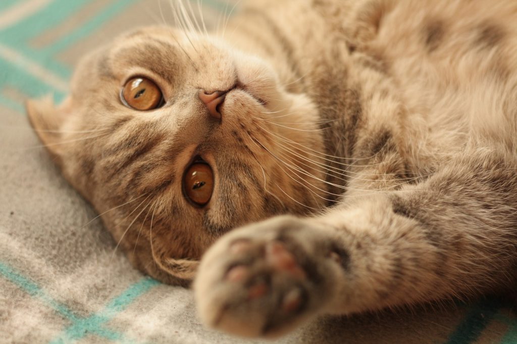 Чим годувати стерилізовану кішку?