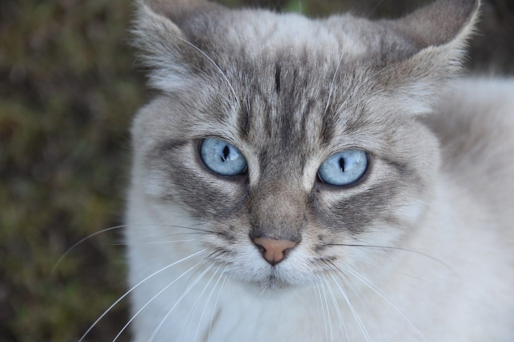 Ентерит у кішок / котів: симптоми та лікування.