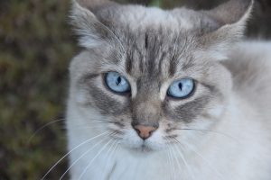 Ентерит у кішок / котів: симптоми та лікування.