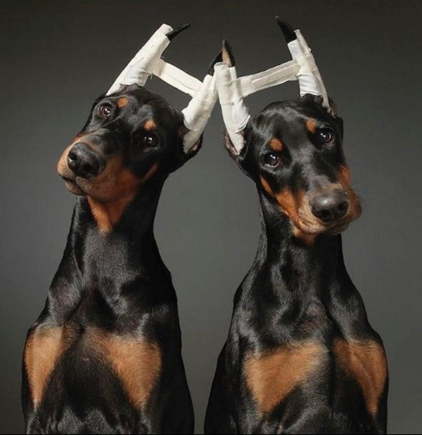 Як проводять купірування / обрізання вух?