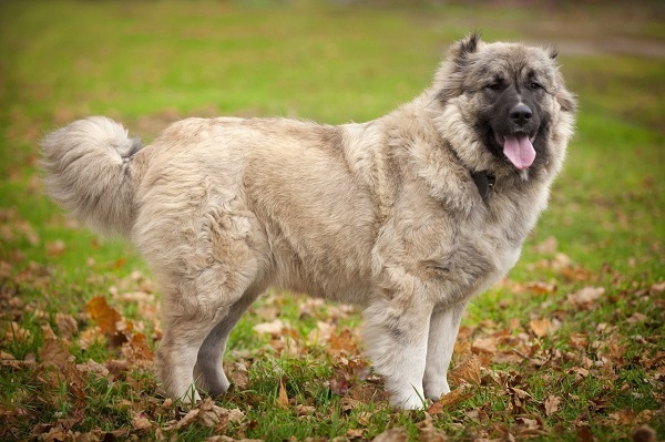 Кавказька вівчарка з купірованими вухами