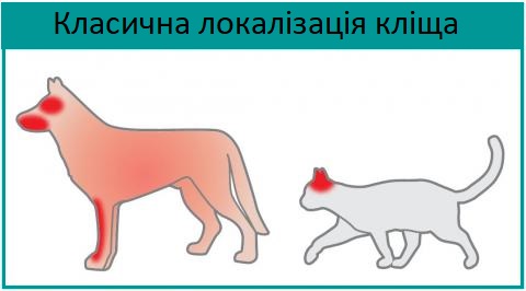 Класична локалізація кліща: демодекоз локалізований