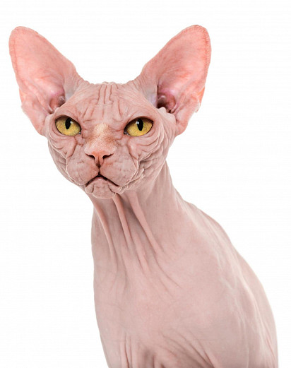 Коли багато стресу — втрачаєш волосяний покрив