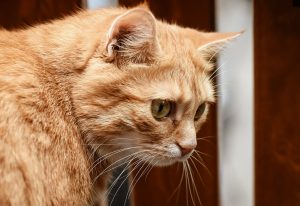 Мікоплазмоз у кішок / котів.