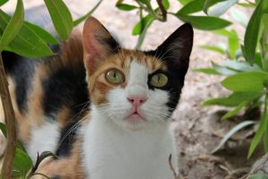 Отодектоз / вушна короста у кішок / котів.