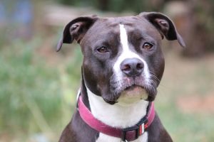 Причини жовтого блювання у собаки.