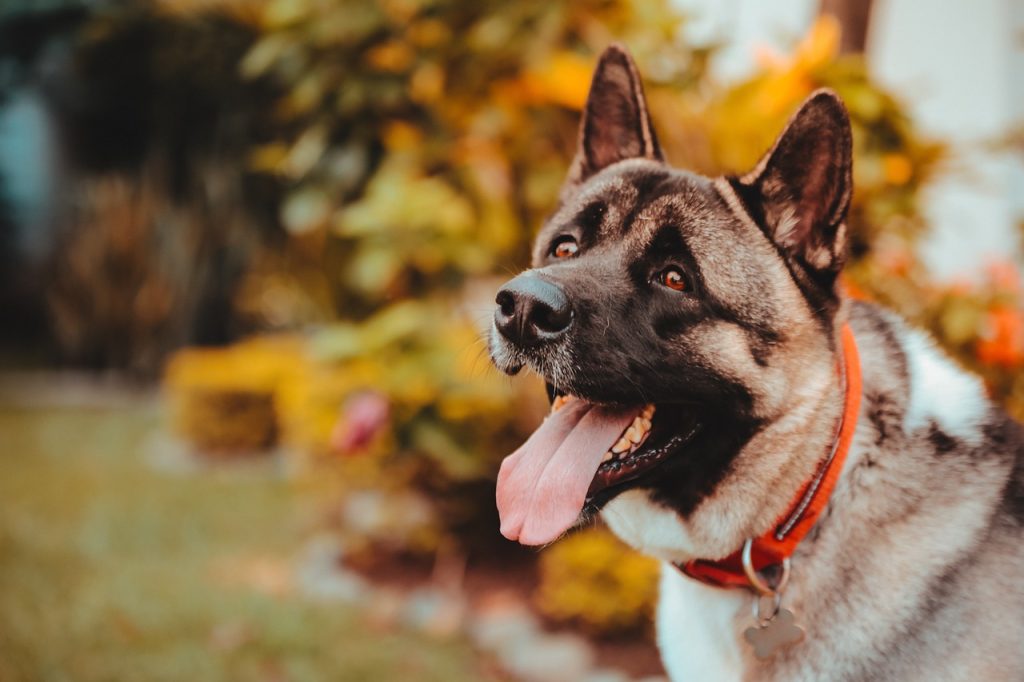 Що таке корм холістік / холістик, та чим він відрізняється від біологічно відповідного харчування?