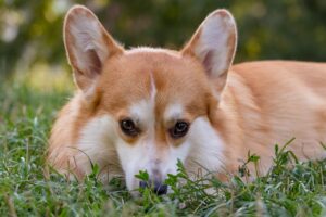 Скільки разів на день потрібно годувати собаку?