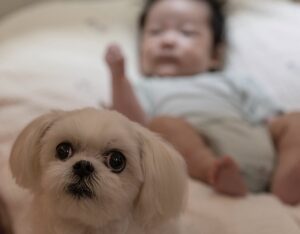 Собака та немовля: як познайомити?