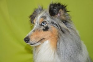 Тічка у собак: що це таке, як проходить та що робити?