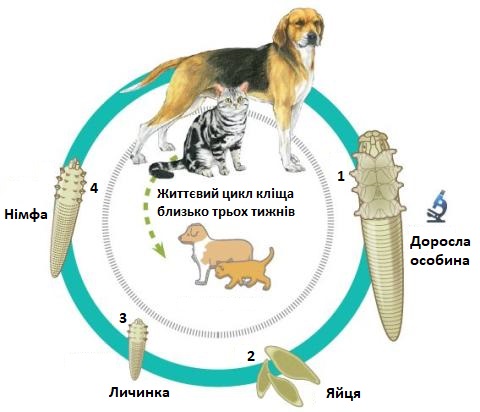 Базовий цикл розвитку кліща Демодек