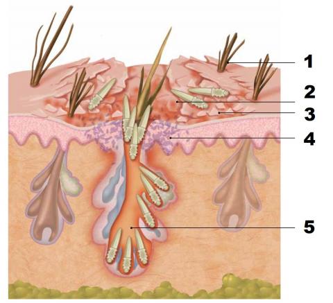 Весь життєвий цикл демодекозу