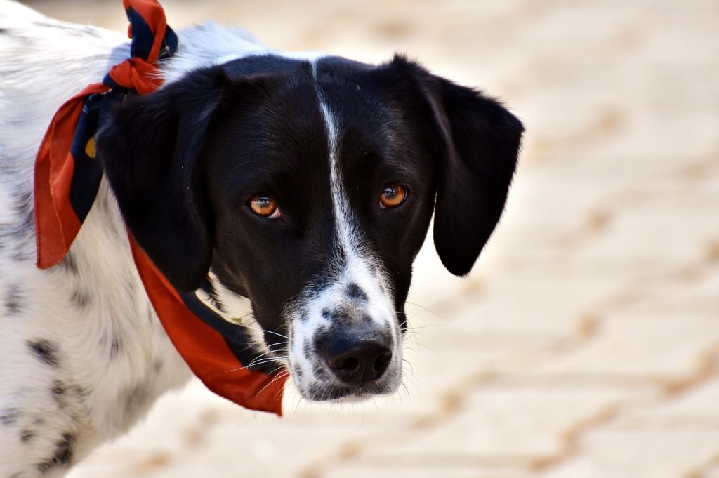 Як відучити собаку боятися походів у ветклініку?