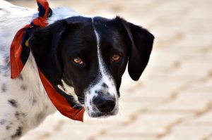 Як відучити собаку боятися походів у ветклініку?