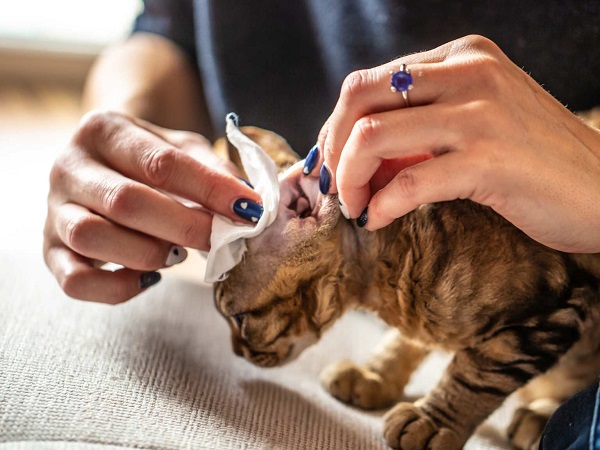 Делікатне очишення вушок у кошеня