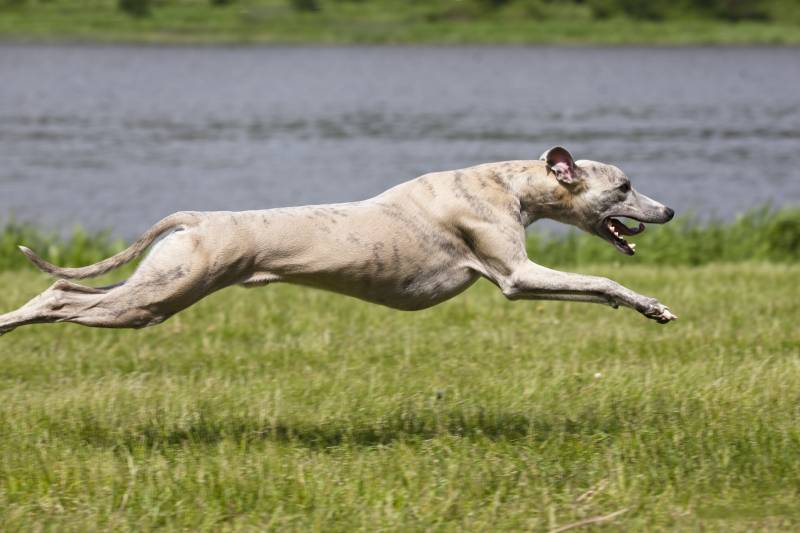 Чемпіон з бігу – мисливський англійський хорт