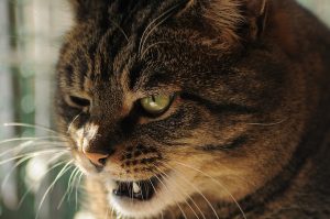 Чому кішка / кіт шипить на людину?