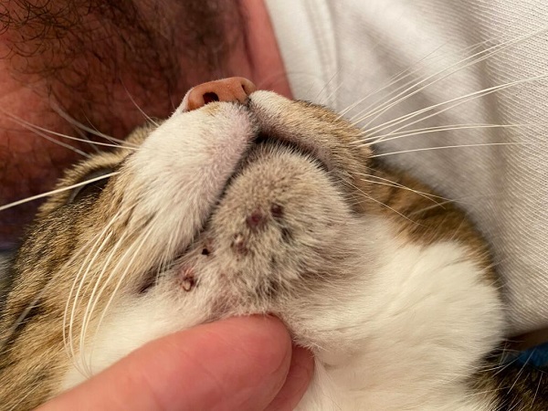 Чому у кішок з'являється акне