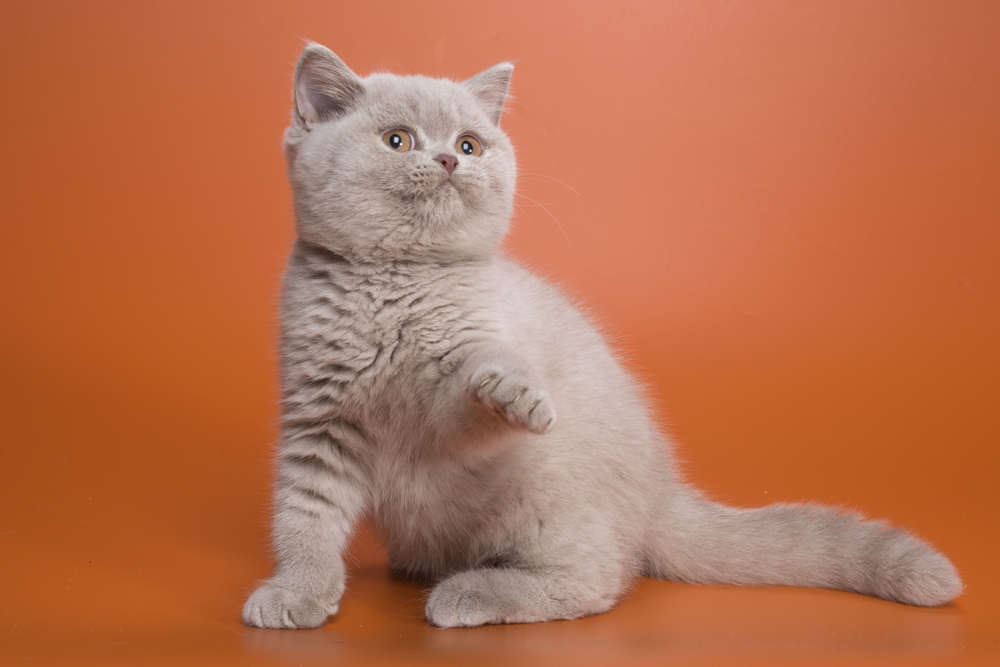 Чи варто брати кошеня-метиса?