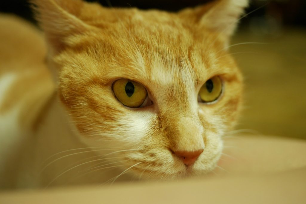 Хронічна ниркова недостатність у кішок / котів: діагностика, методи лікування, профілактика.