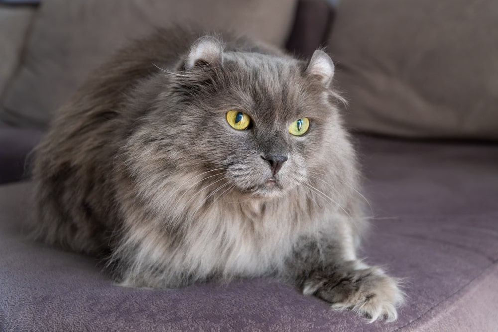 Американський керл