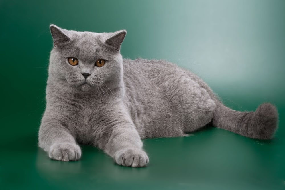 Британська