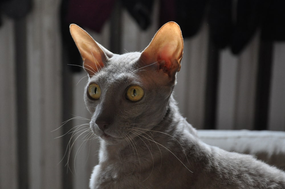 Корніш-рекс