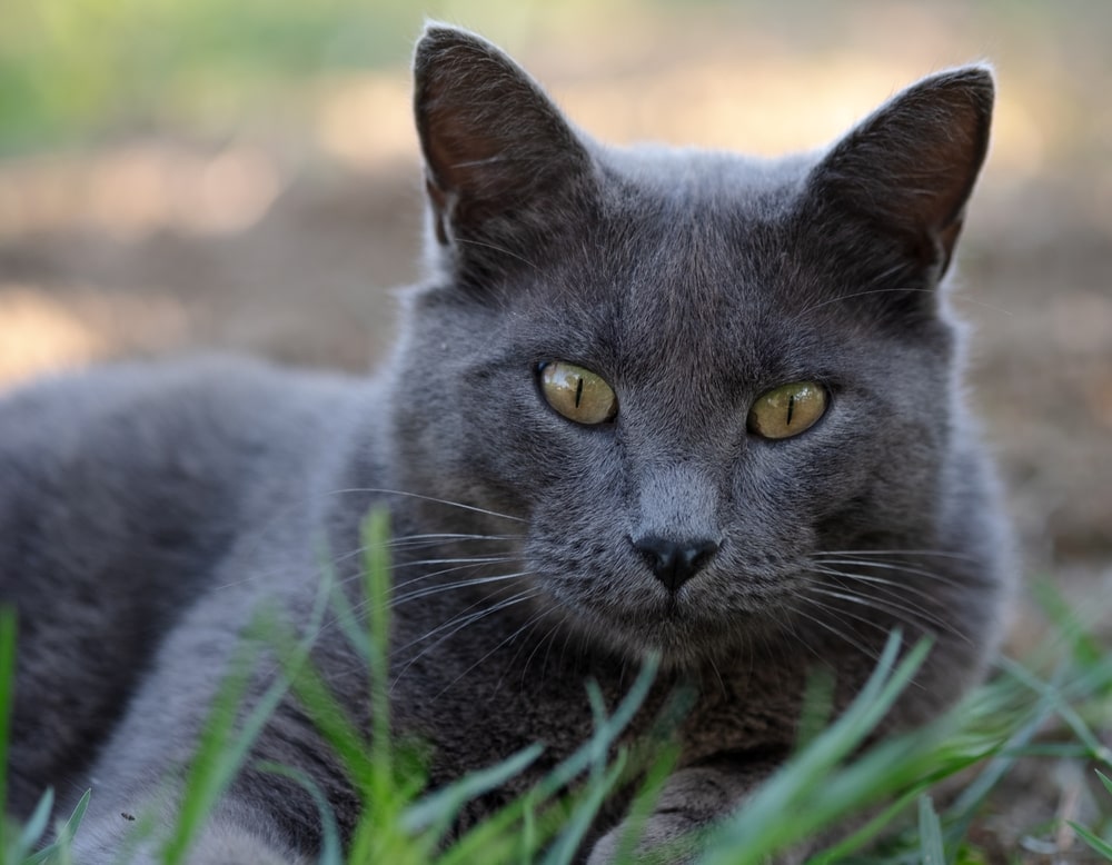 Шартрез (картезіанська)