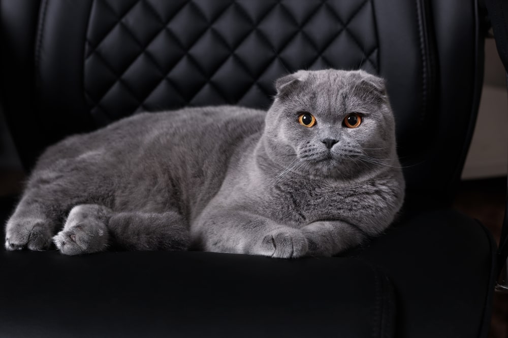 Шотландська