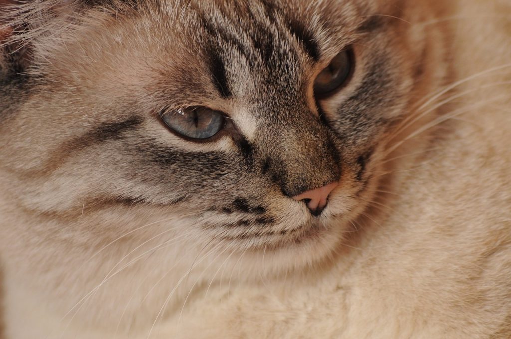 Нефросклероз у кішок / котів.