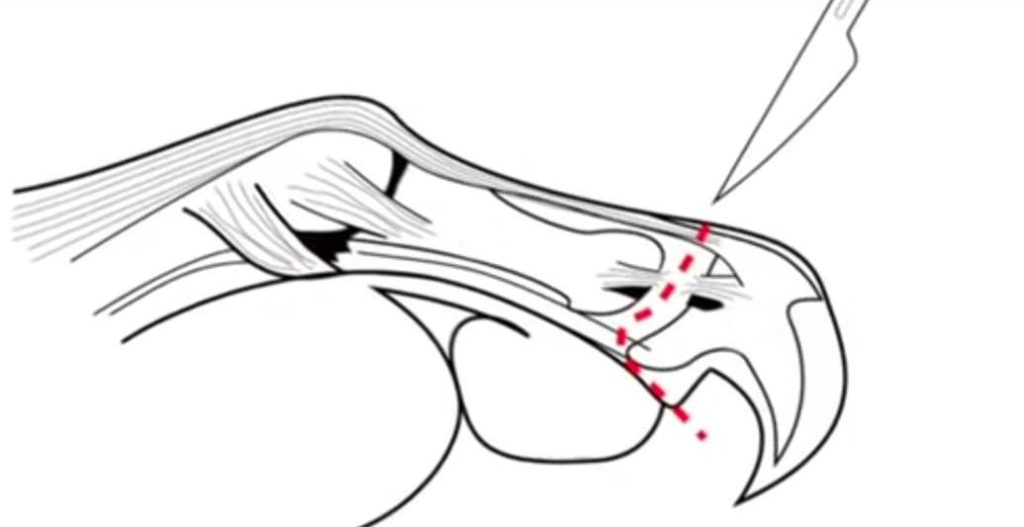 Видалення кігтів у котів хірургічним способом